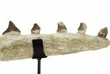 Fossil Primitive Whale (Pappocetus) Jaw - Morocco #251790-7